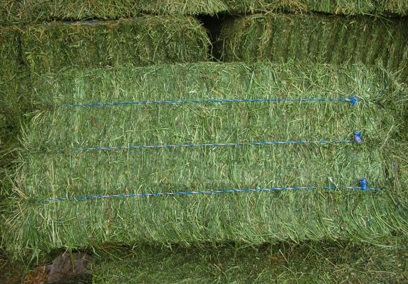 High quality Alfalfa Hay